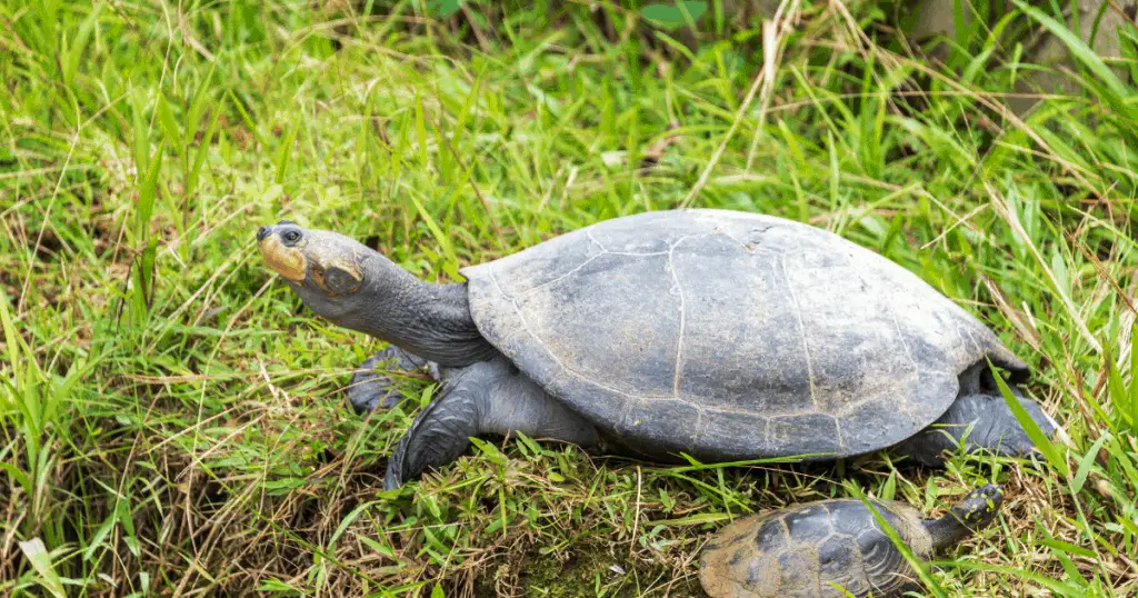 Yellow Spotted Amazon River Turtle