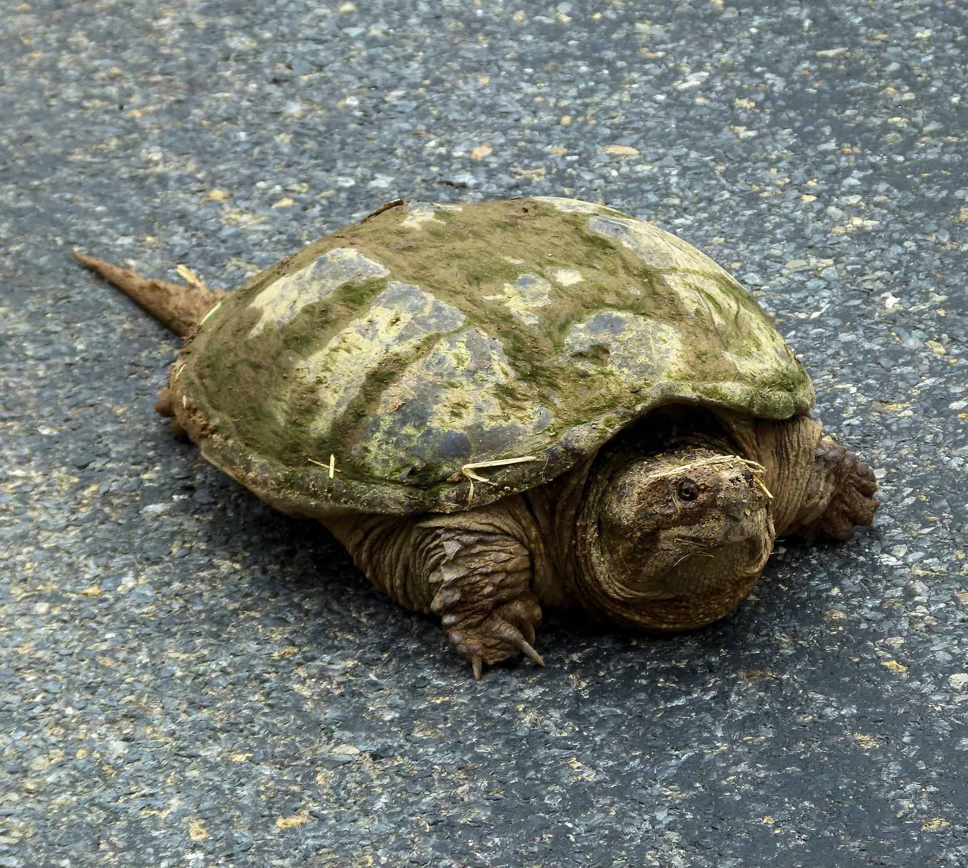 (Ultimate Guide) Snapping Turtles: Everything You Need to Know