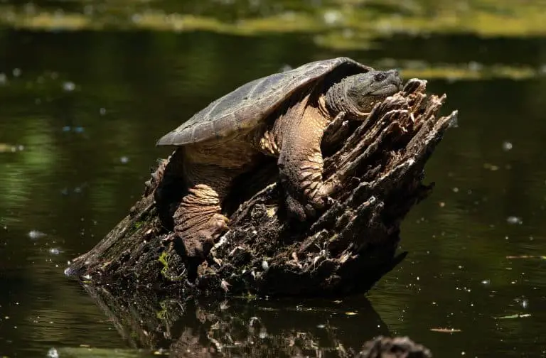 Can A Snapping Turtle Really Jump? (With Examples) - Reptiles Hub