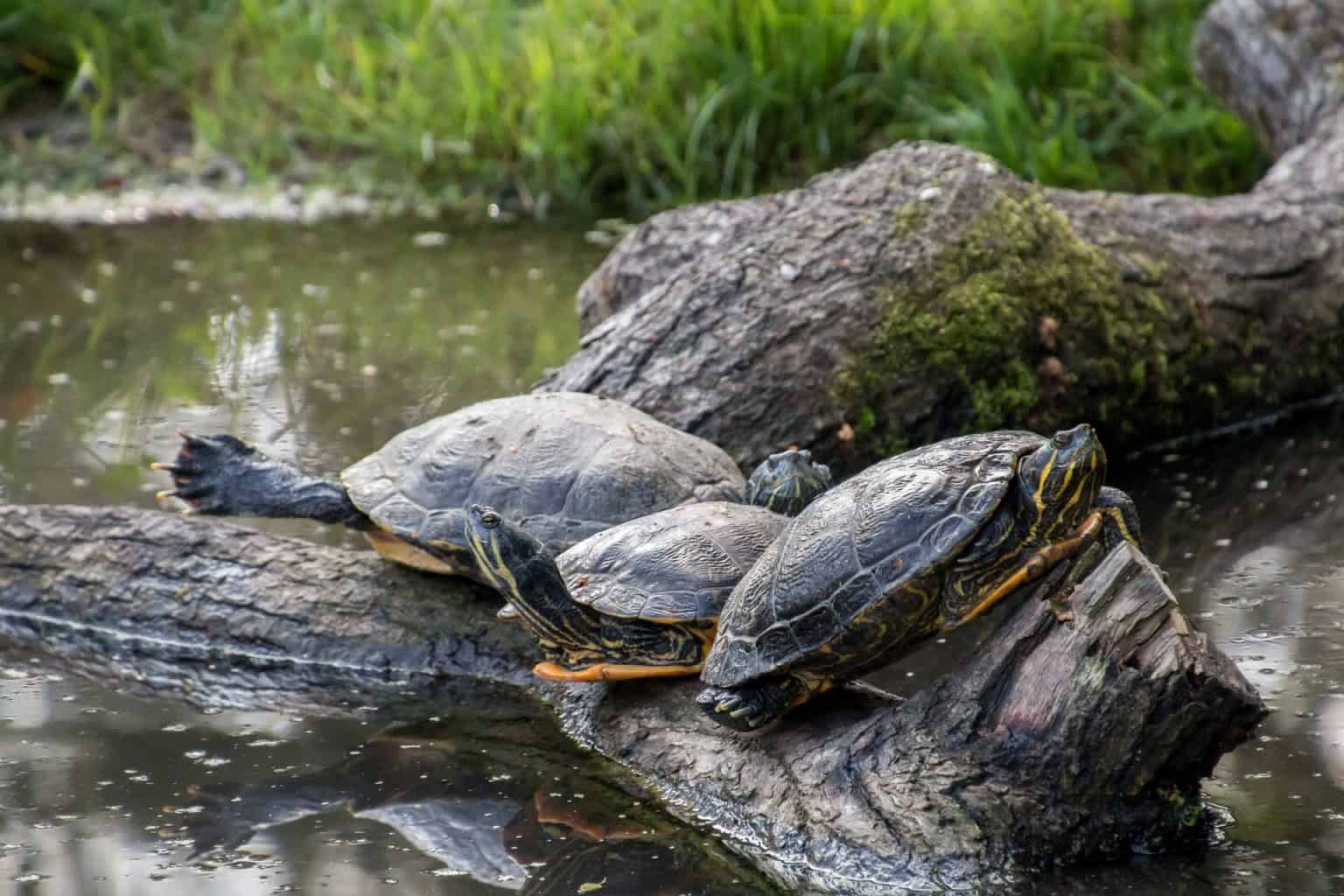 Can Turtles Climb Trees? Find Out Here! - Reptiles Hub