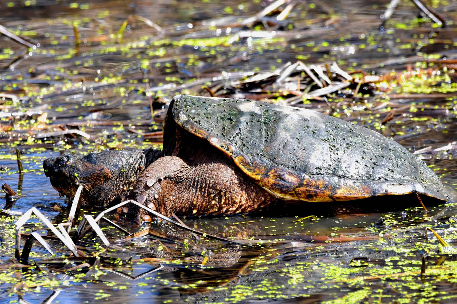 Can You Swim Near a Snapping Turtle? Swim at Your Own Risk!