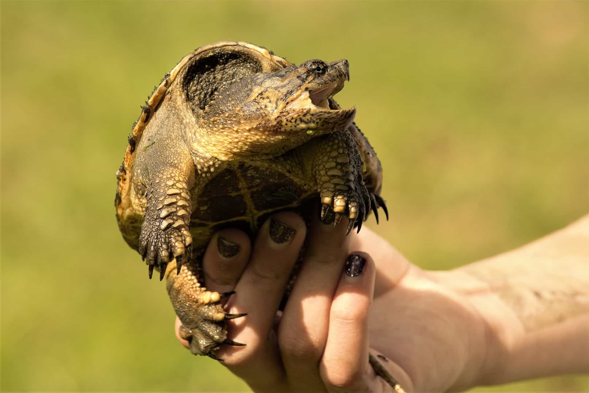 Can You Tame a Snapping Turtle? What You Need to Know Before You Try