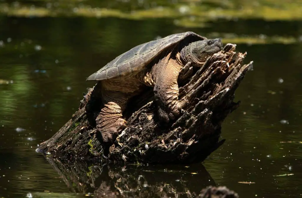 Do Snapping Turtles Truly Sleep? Sleeping Habits & Behaviors - Reptiles Hub