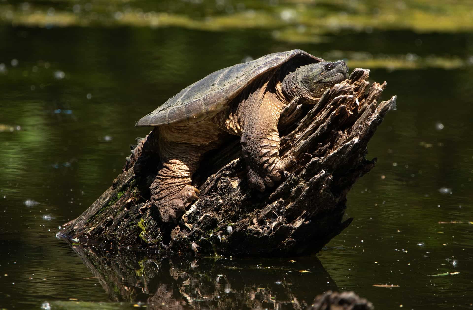 Do Snapping Turtles Truly Sleep? Sleeping Habits & Behaviors