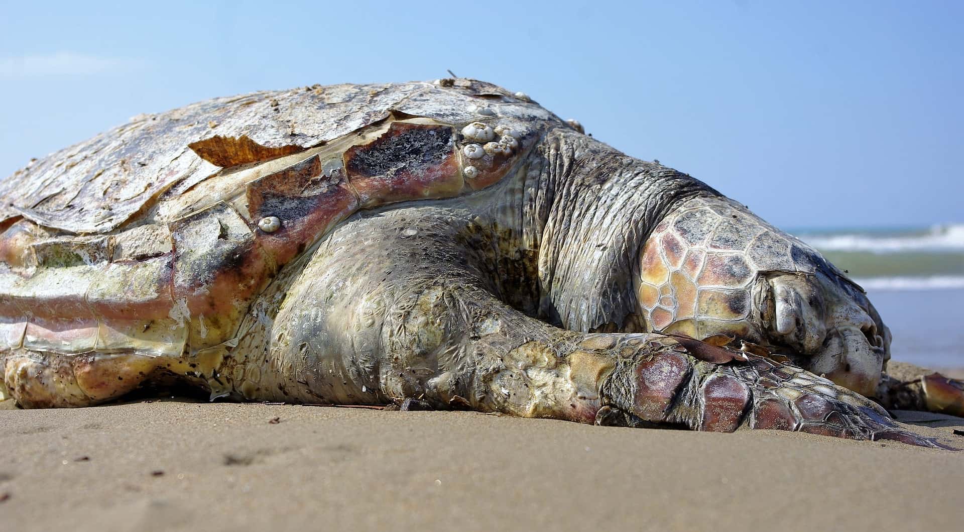 Is It True That Turtles Die With Their Eyes Open? Find Out Now!
