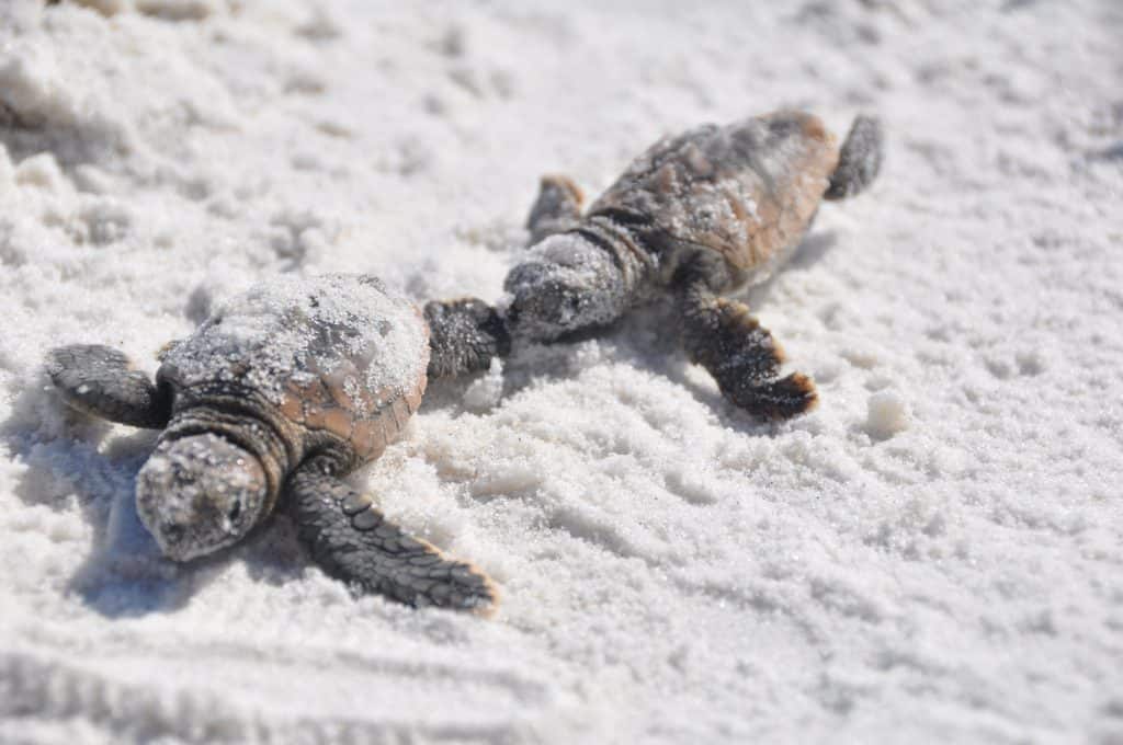 do-turtles-get-cold-how-to-protect-your-pet-turtle-reptiles-hub