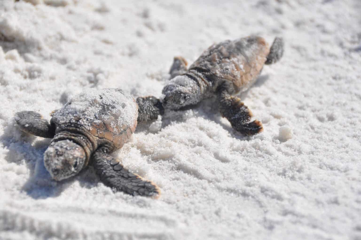 Do Turtles Get Cold? How to Protect Your Pet Turtle Reptiles Hub