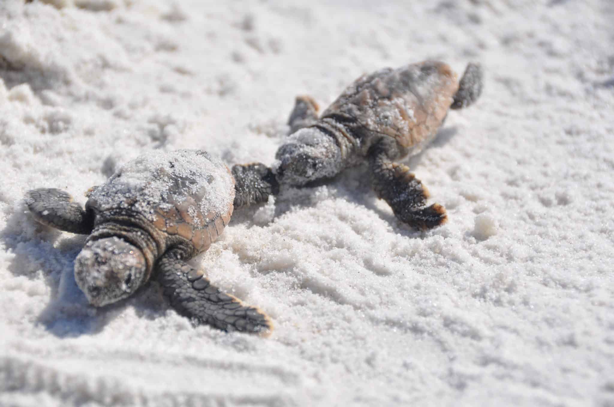 Do Turtles Get Cold? How to Protect Your Pet Turtle Reptiles Hub