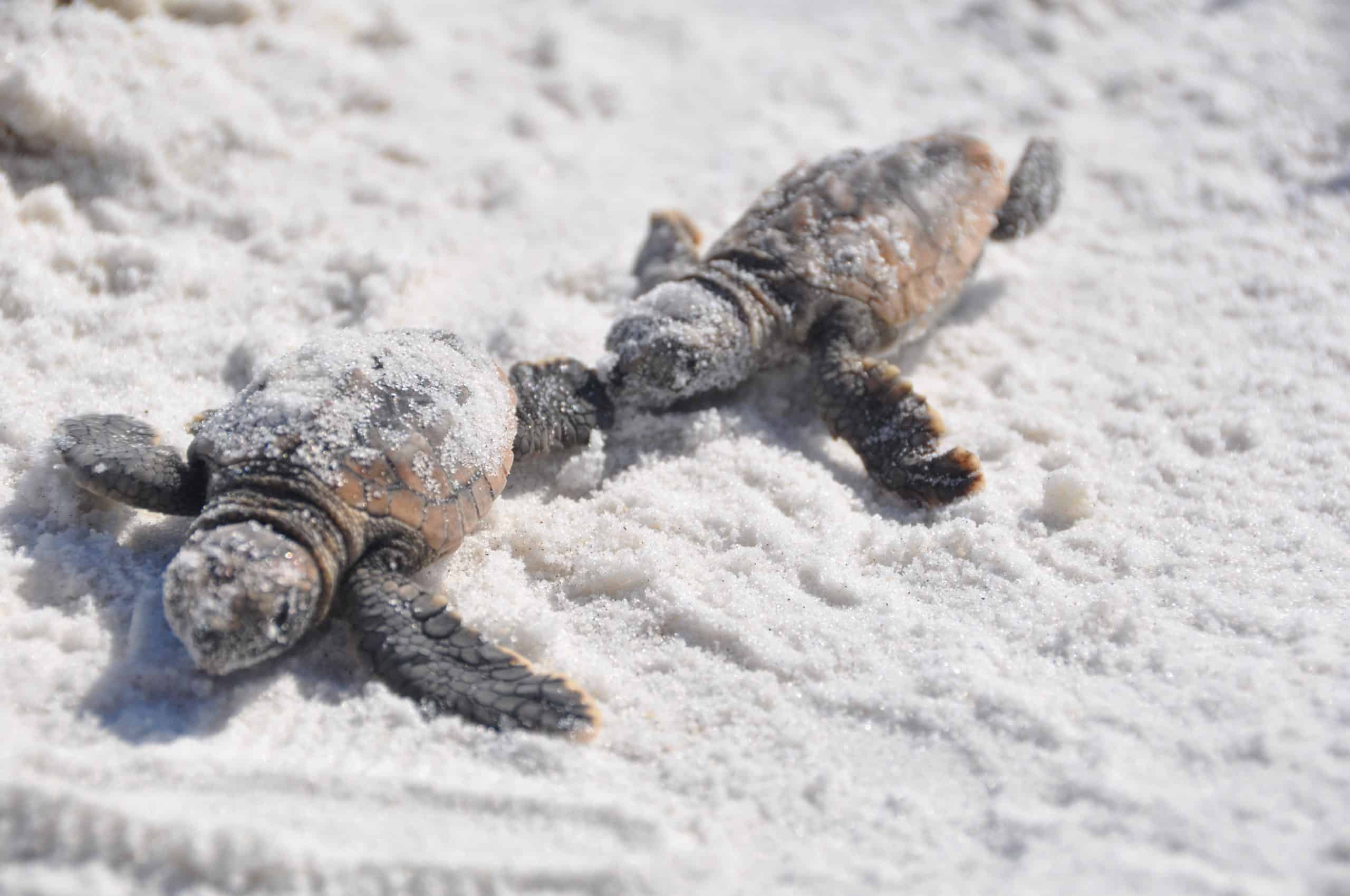Do Turtles Get Cold? How to Protect Your Pet Turtle