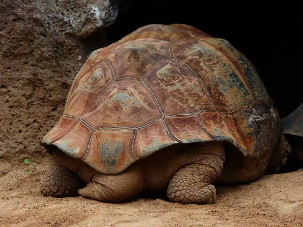 Do Turtles Have Tails? All About Turtle Tails! - Reptiles Hub