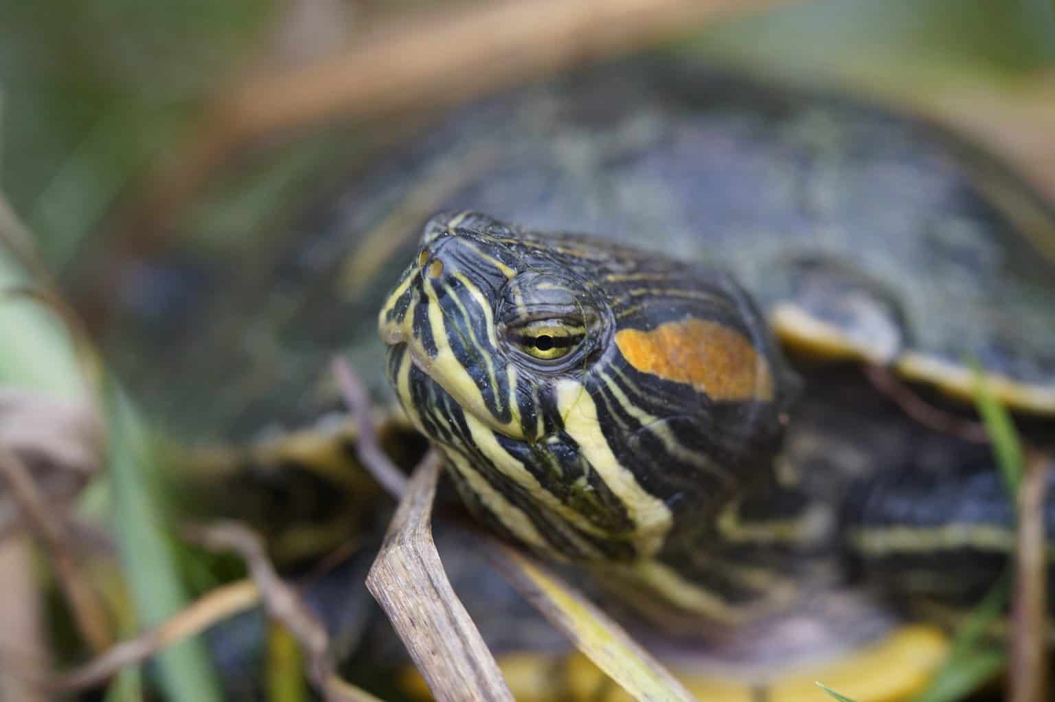 Do Turtles Sleep with Their Eyes Open? Learn About Turtle's Sleeping ...