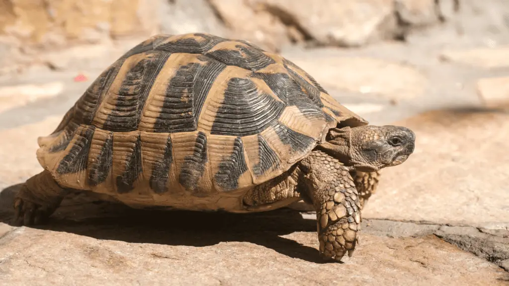 Hermann's tortoise