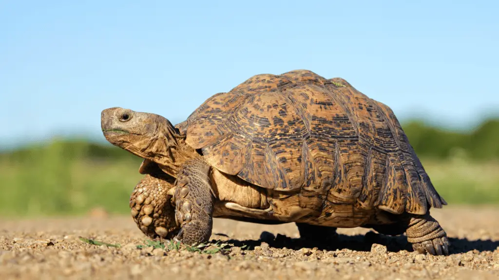 Leopard tortoise
