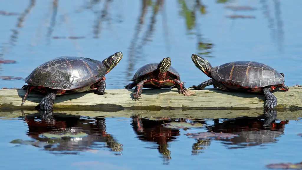 Painted turtle