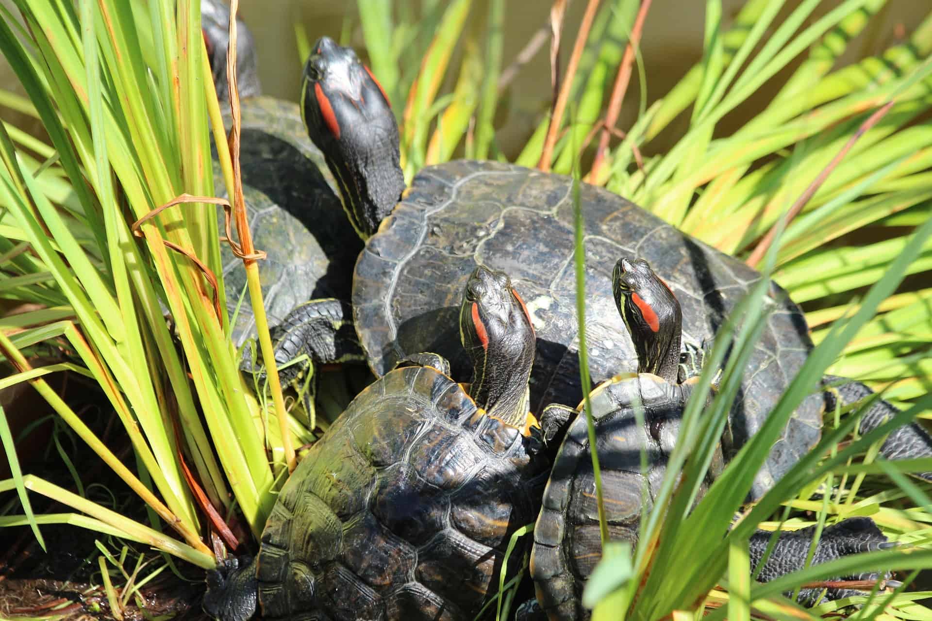 Native Turtles of Texas: A Comprehensive Guide to the State’s Turtle Species