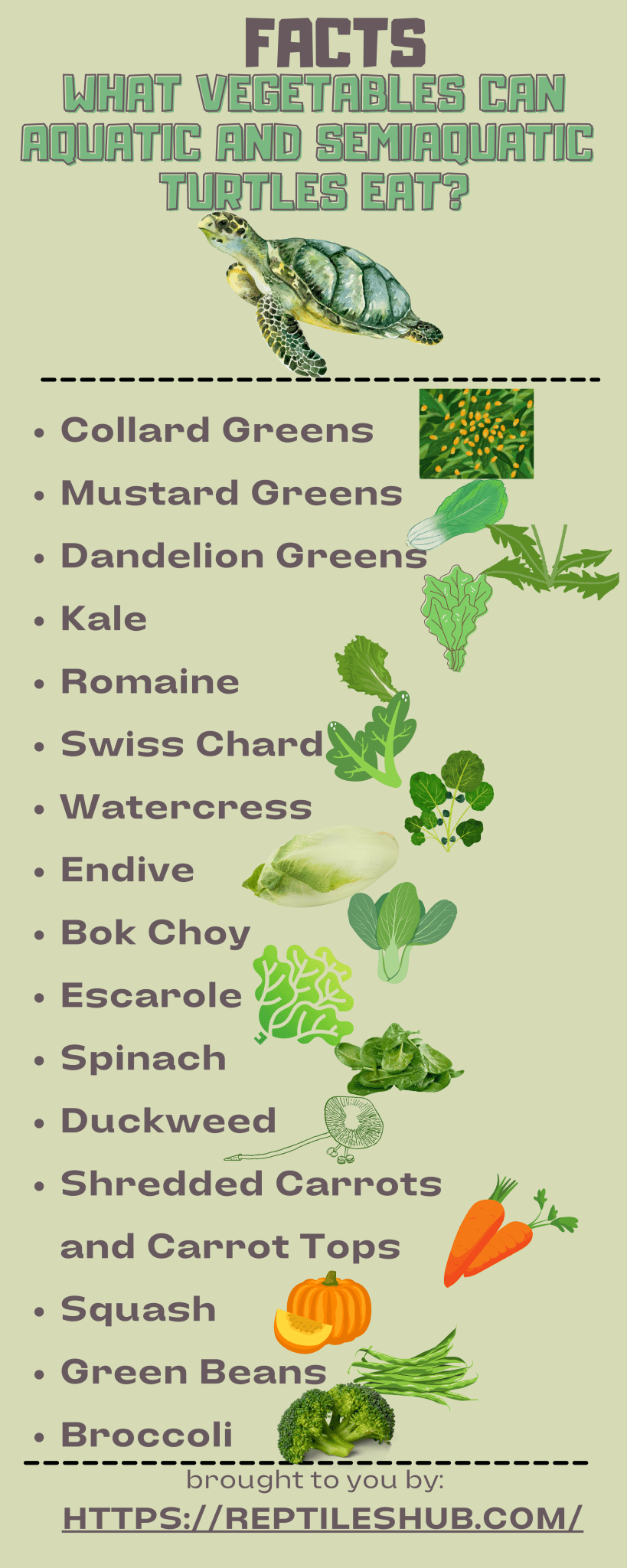 What Do Turtles Eat? (Plus Infographics) Reptiles Hub