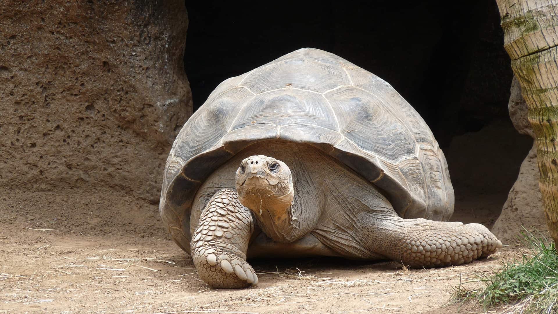 Why Do Turtles Dig Holes? a Look at The Facts