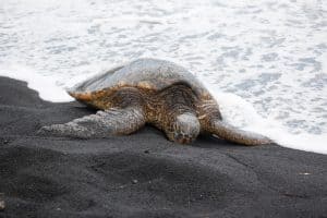 Where Do Turtles Go in the Winter? The Truth Revealed! - Reptiles Hub
