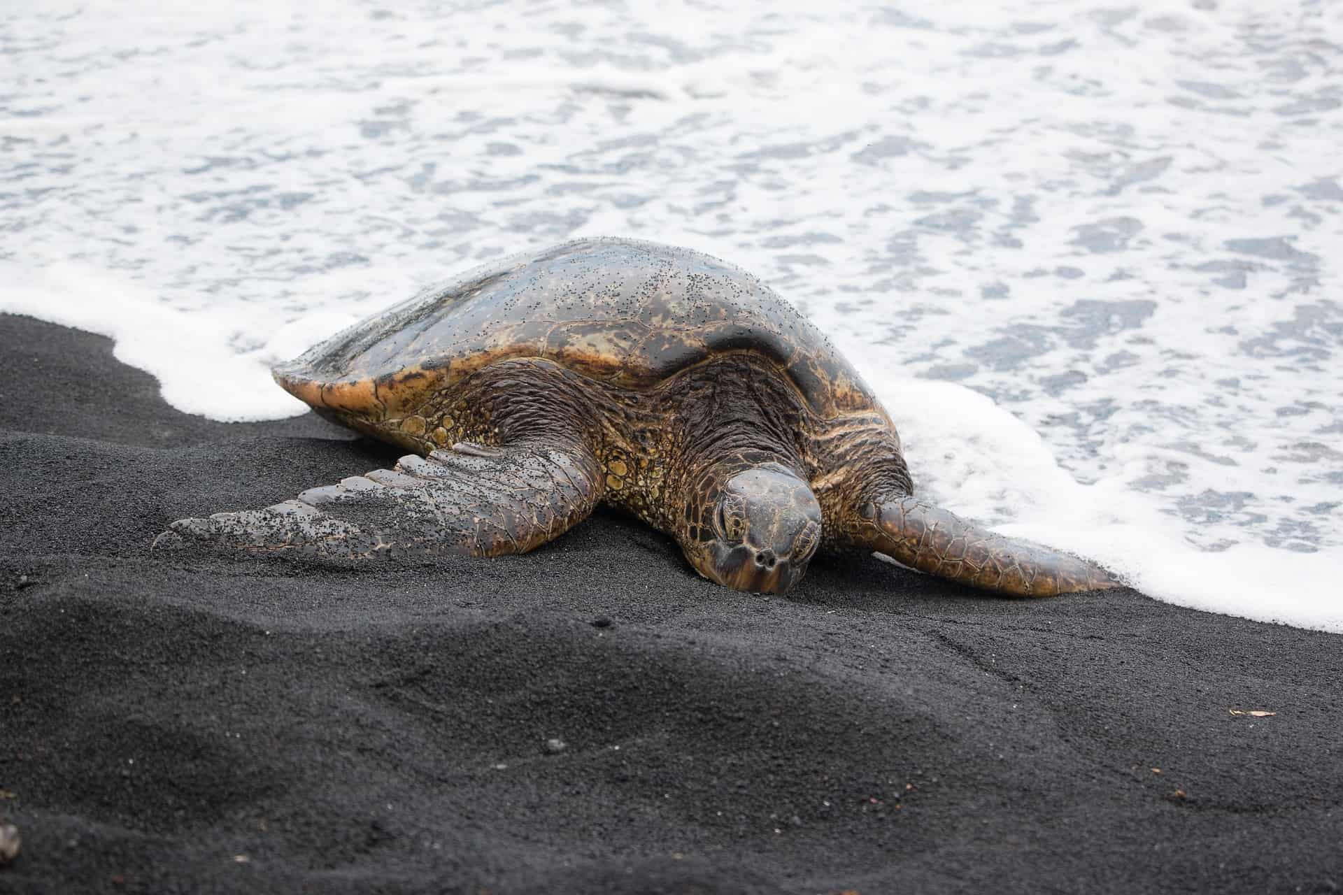 Where Do Turtles Go in the Winter? The Truth Revealed!