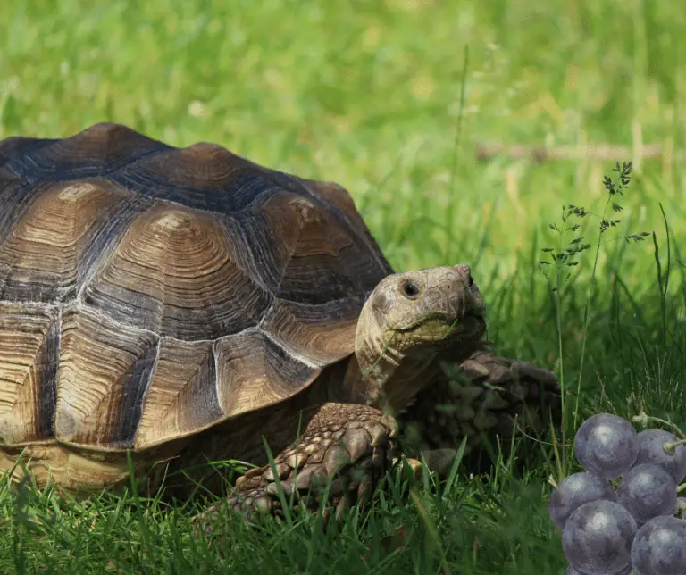 can-turtles-eat-grapes-we-ve-got-the-answers-for-you-reptiles-hub