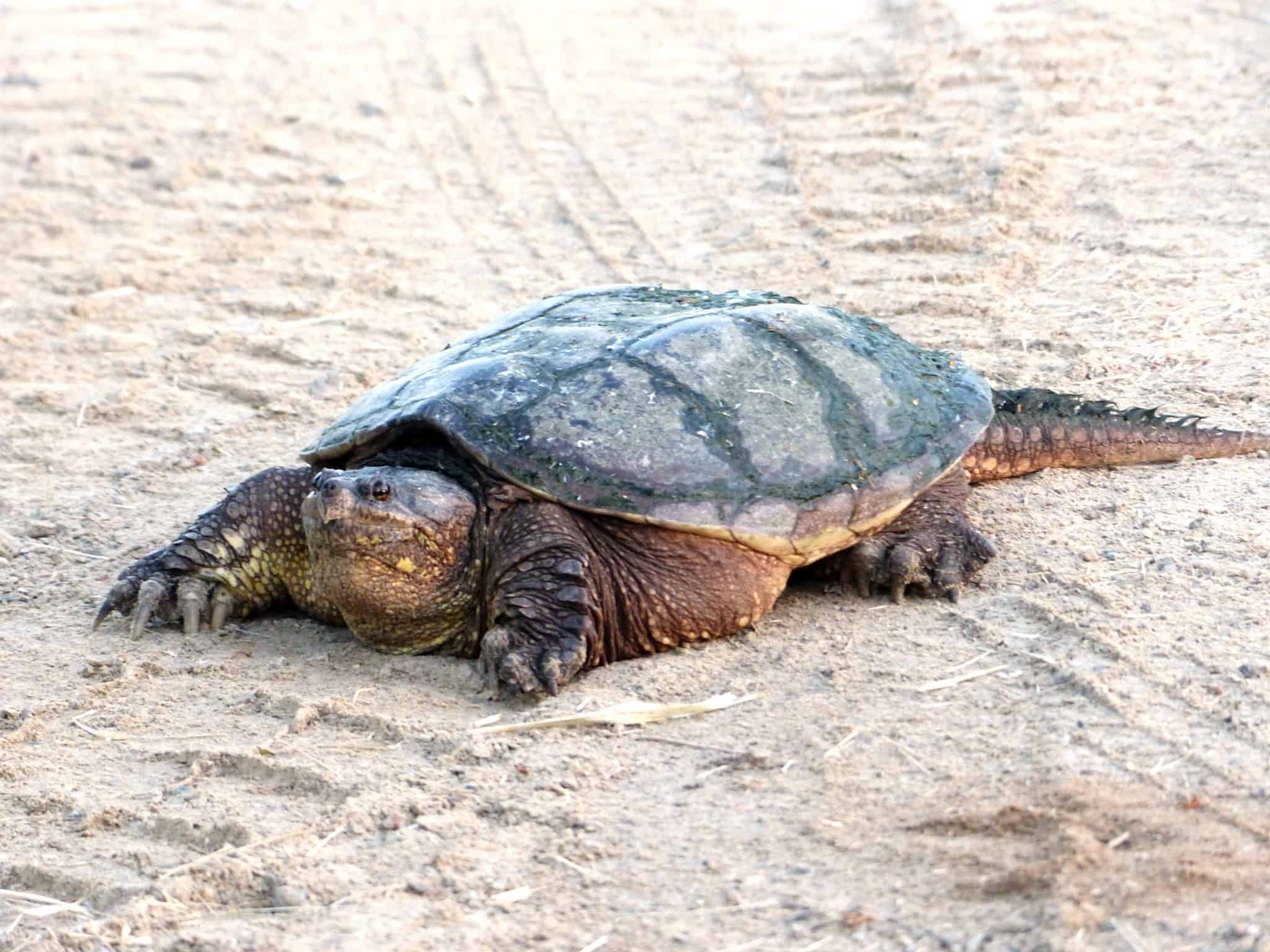 Native Turtles of Texas: A Comprehensive Guide to the State's Turtle ...