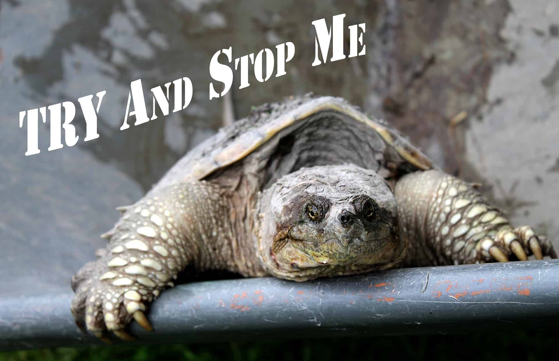 Discover How Quickly a Snapping Turtle Can Move (In Comparison To Others)