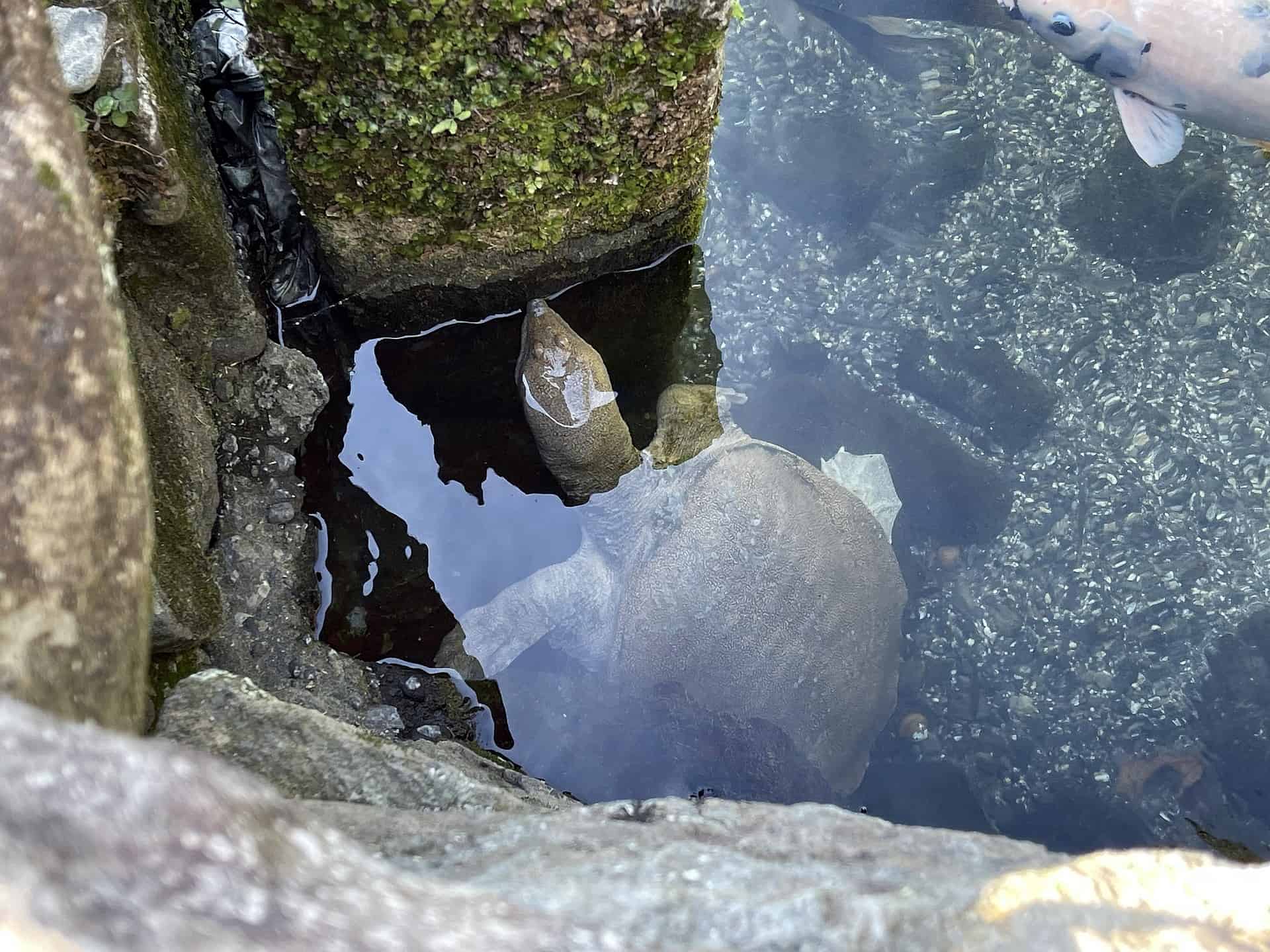 How Fast Are Turtles? (in Water and On Land)
