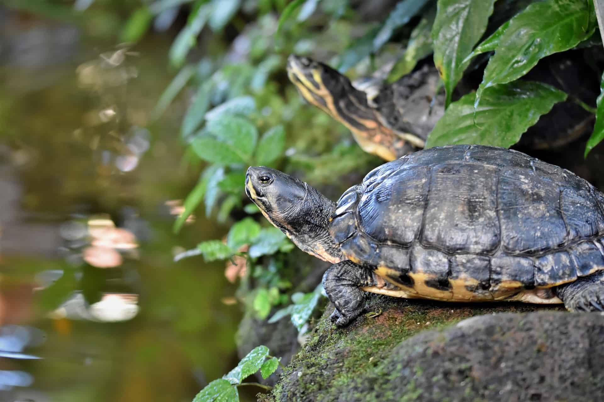 Do Turtles Make Noise? Exploring The Noises Turtles Make