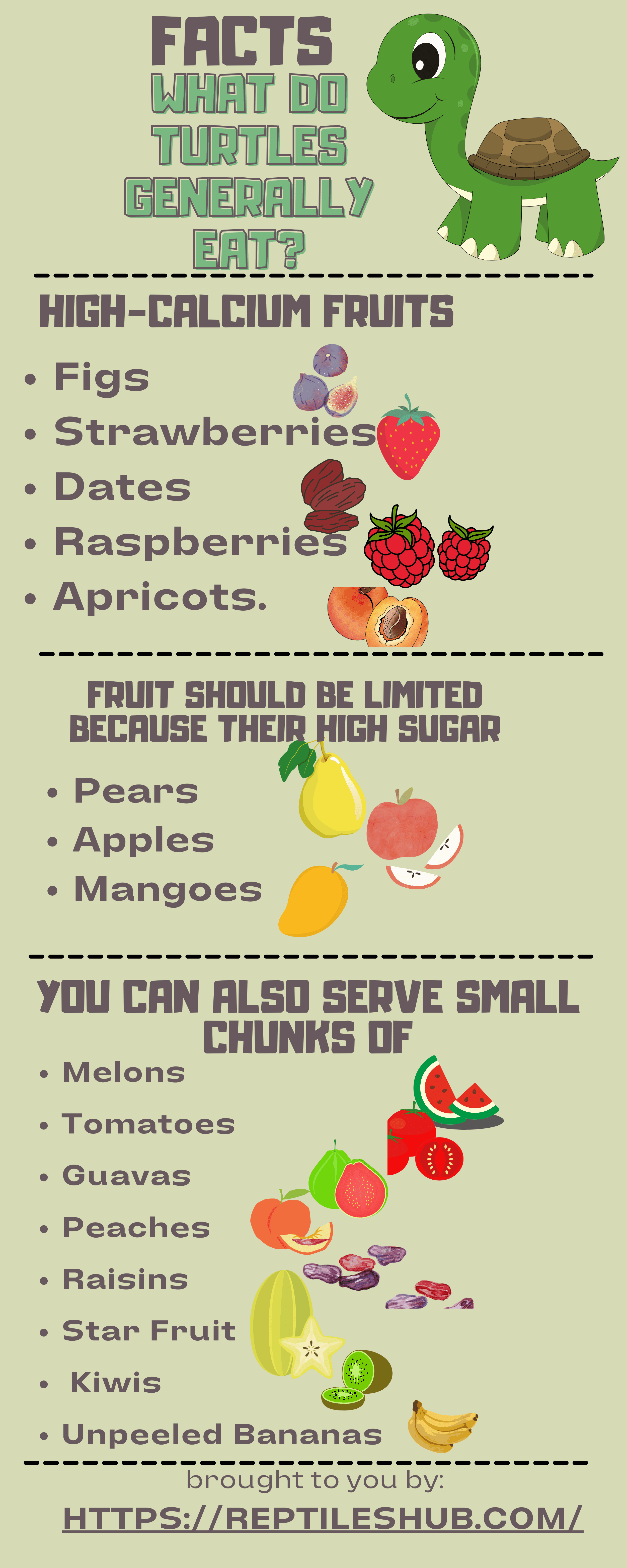 What Do Turtles Eat? (Plus Infographics)