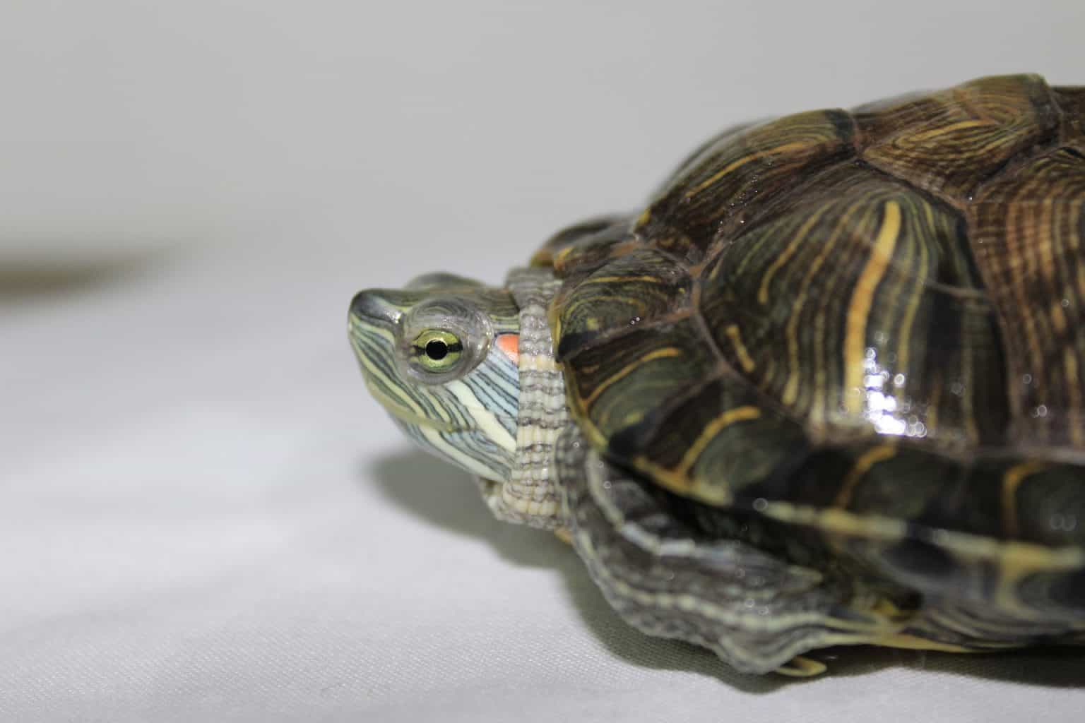 How to Know If Your Turtle Is Happy? A Guide to Understanding Turtle