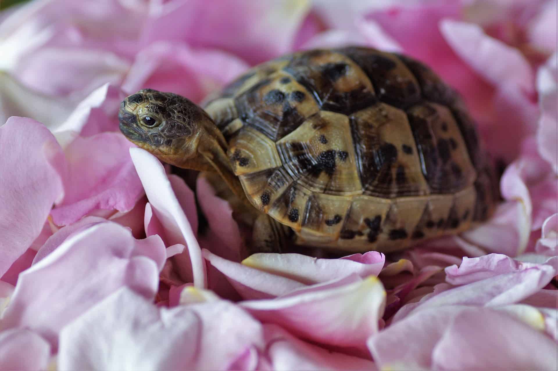 How to Safely Remove a Turtle from Its Shell: Expert Tips and Advice