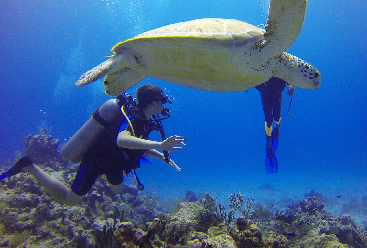 Do Turtles Feel Pain? Unraveling the Mysteries of Testudine Sensitivity