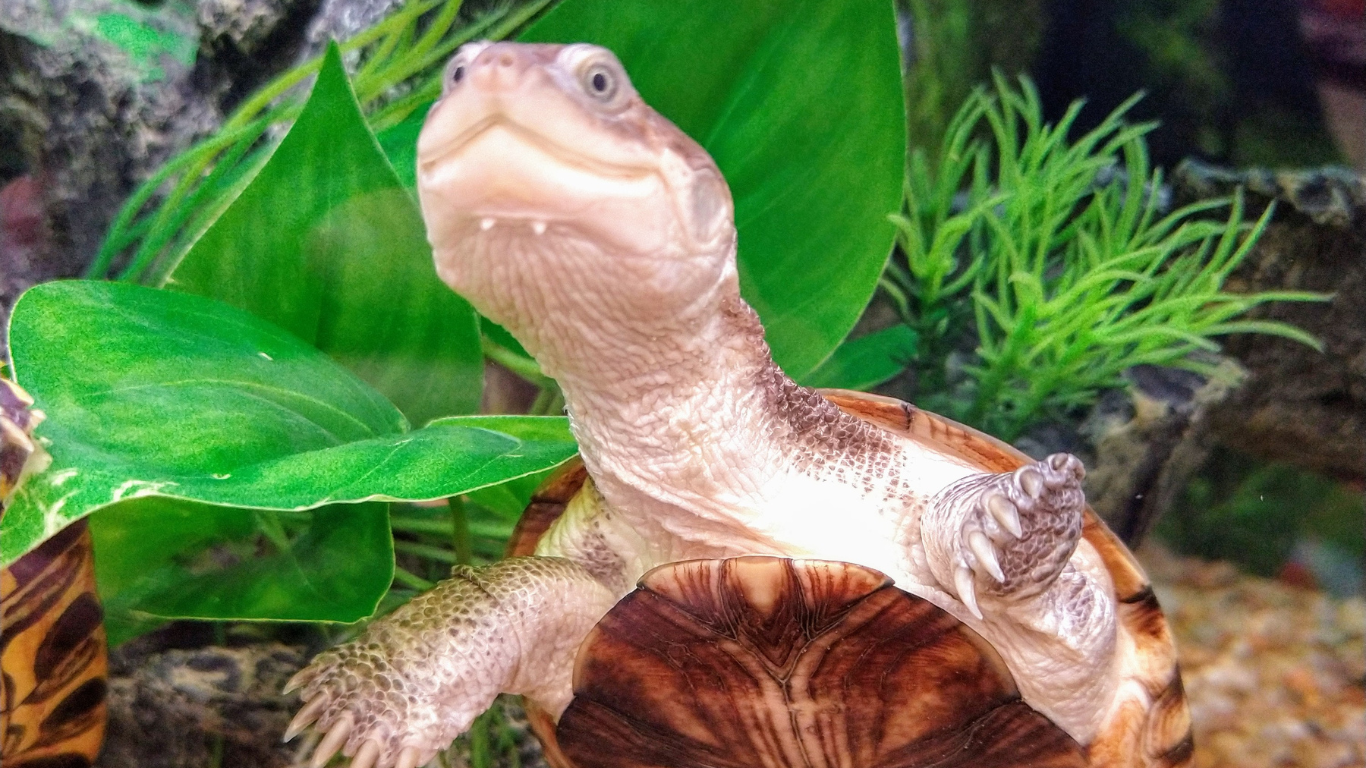 African Sideneck Turtle: A Comprehensive Guide