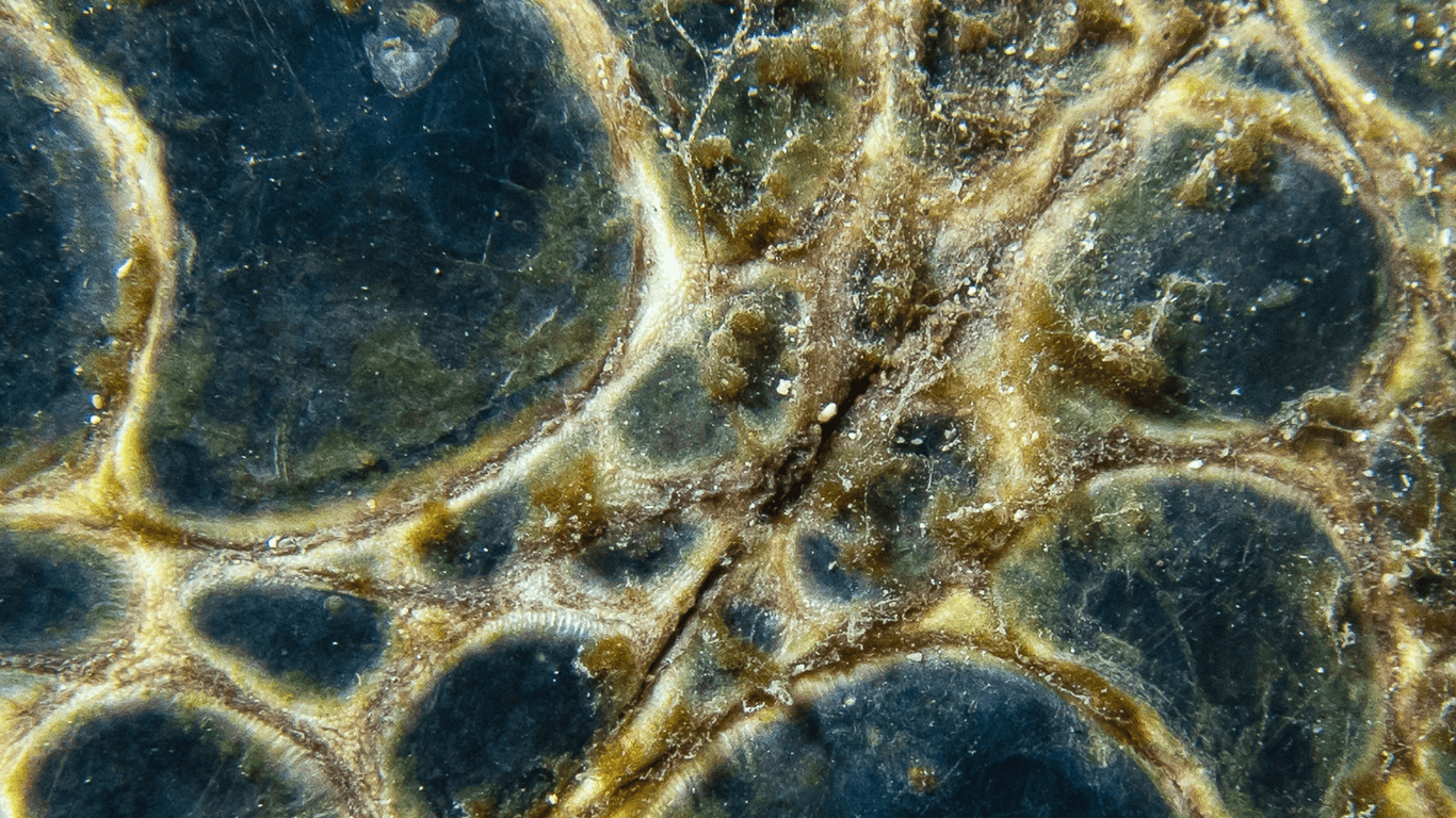 Do Turtles Have Scales? - Reptiles Hub