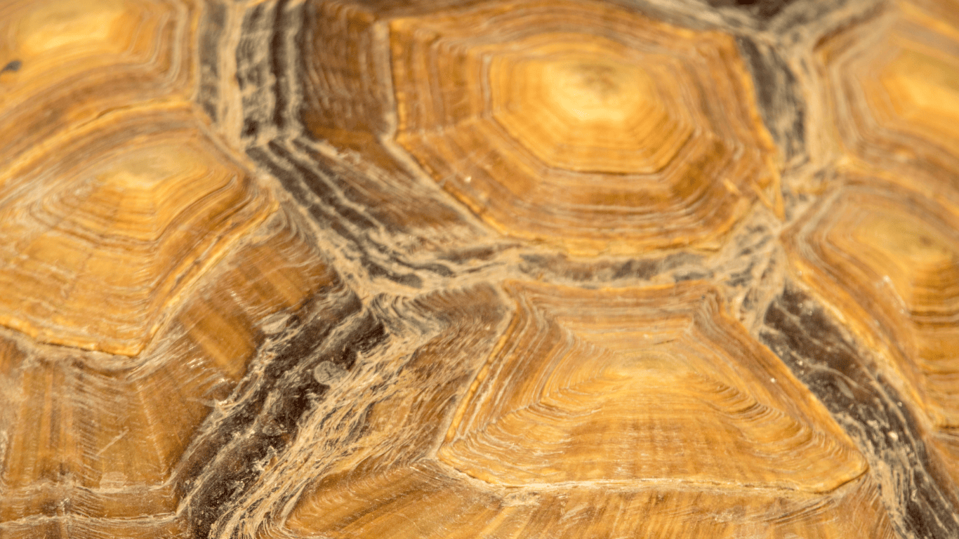 Do Turtles Have Scales?
