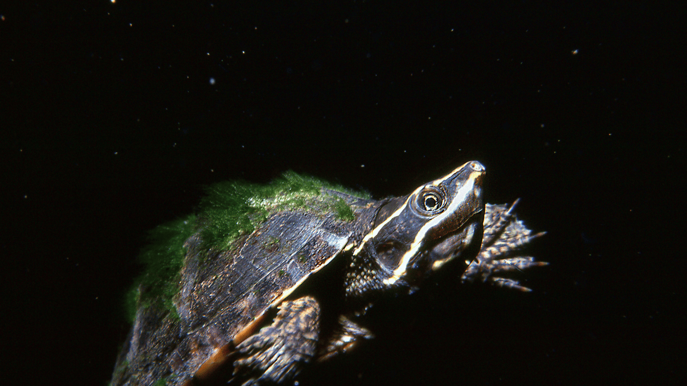 Eastern Musk Turtle Comprehensive Guide: Everything You Need to Know