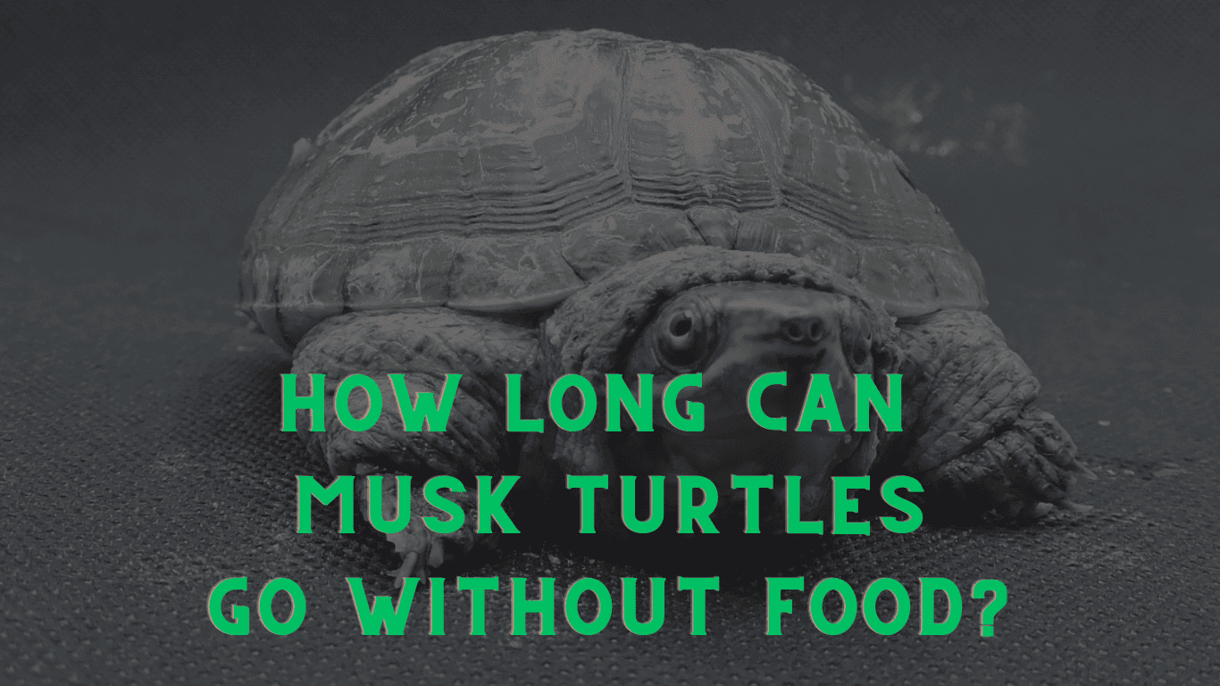 How Long Can Musk Turtles Go Without Food: Expert Insights