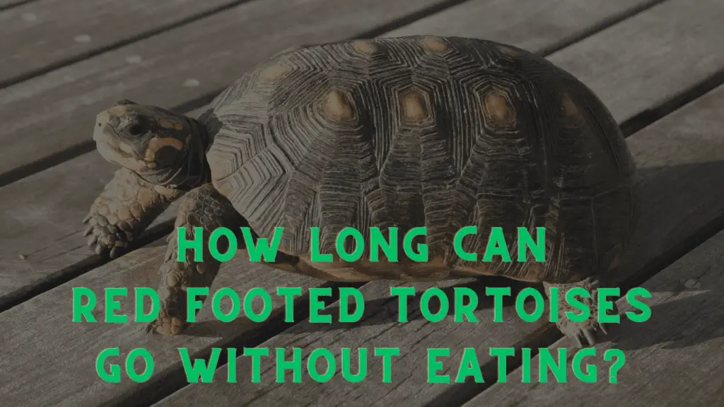 How Long Can Red Footed Tortoises Go Without Eating: Expert Insights ...