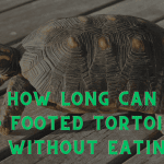 How Long Can Red Footed Tortoises Go Without Eating: Expert Insights
