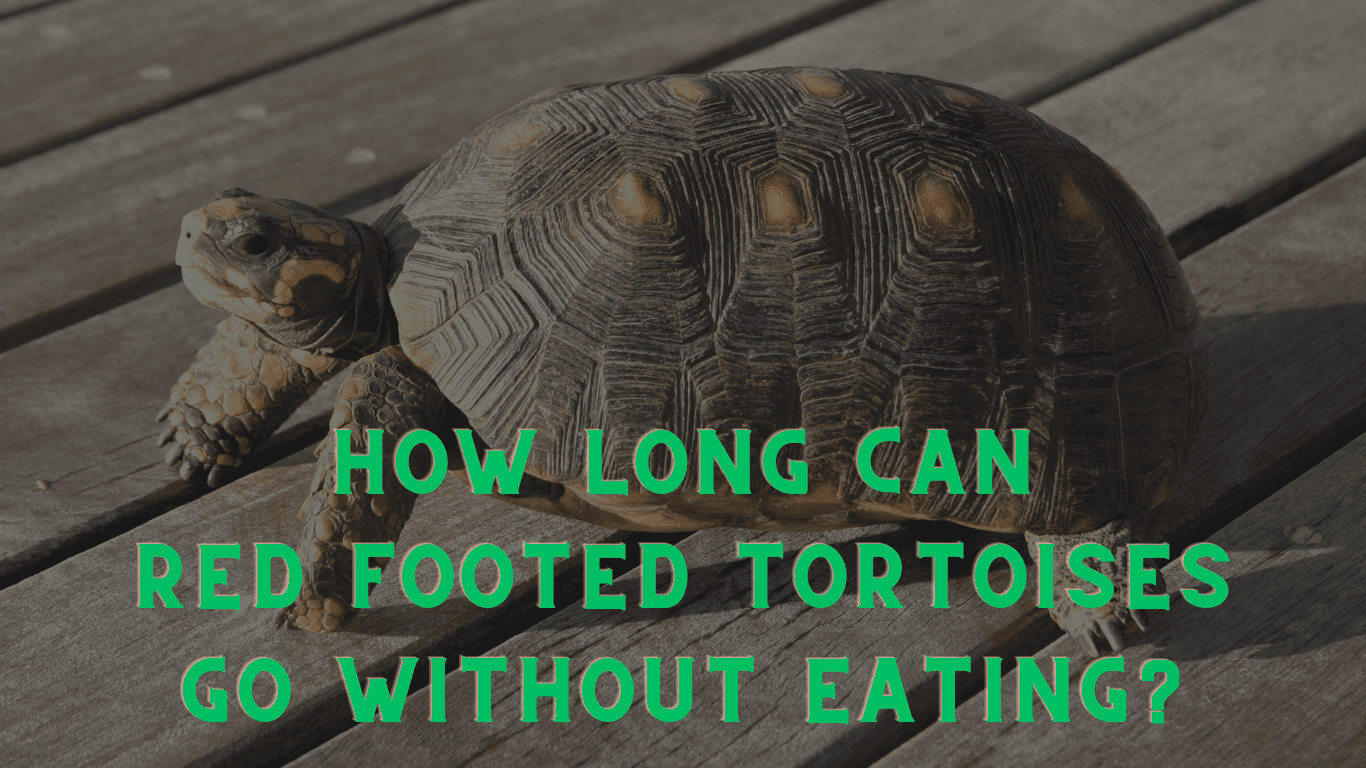 How Long Can Red Footed Tortoises Go Without Eating: Expert Insights