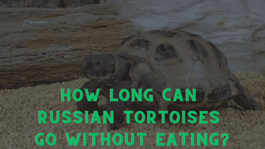 How Long Can Russian Tortoises Go Without Eating: A Deep Dive into ...