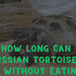 How Long Can Russian Tortoises Go Without Eating: A Deep Dive into Their Resilience