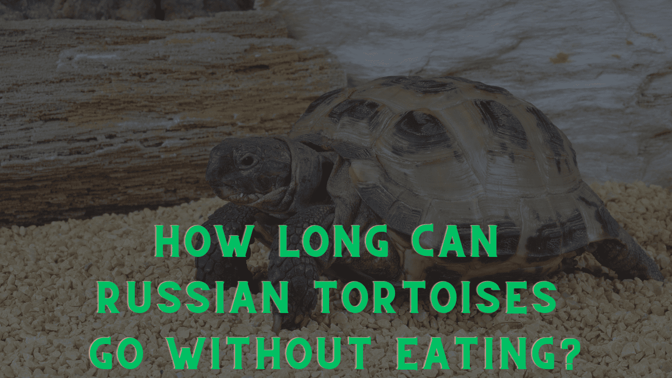 How Long Can Russian Tortoises Go Without Eating: A Deep Dive into Their Resilience