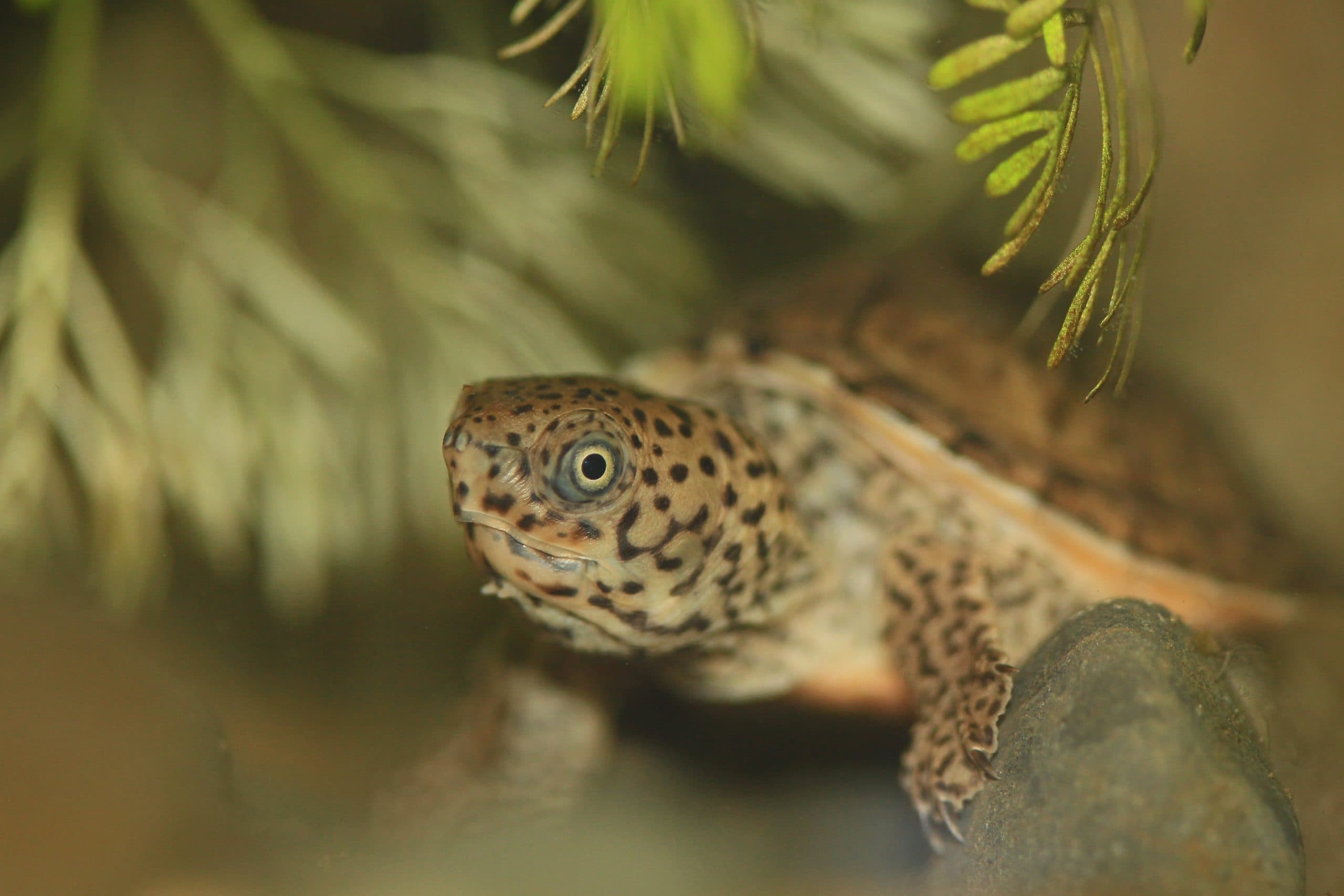 Loggerhead Musk Turtle Comprehensive Guide: Everything You Need to Know