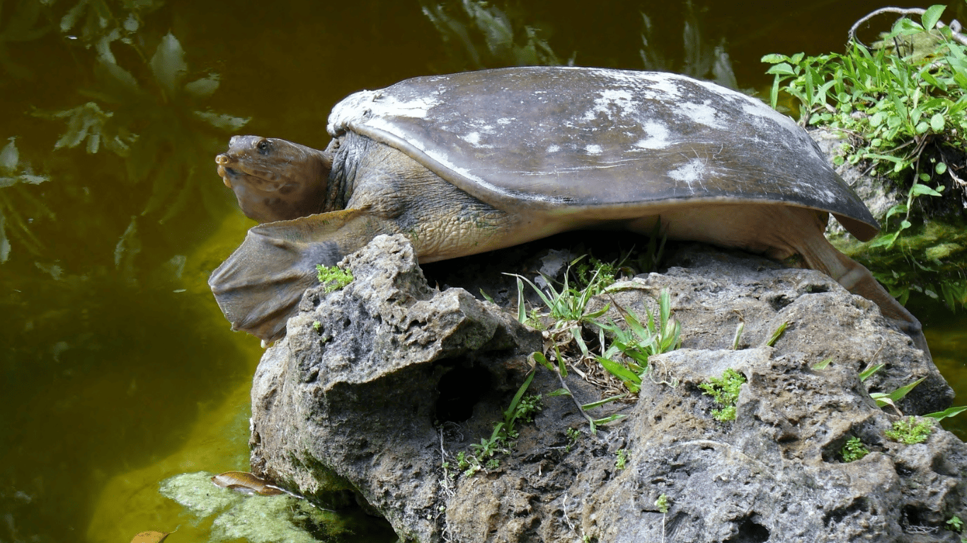Softshell Turtle Comprehensive Guide: Expert Insights and Essential Tips