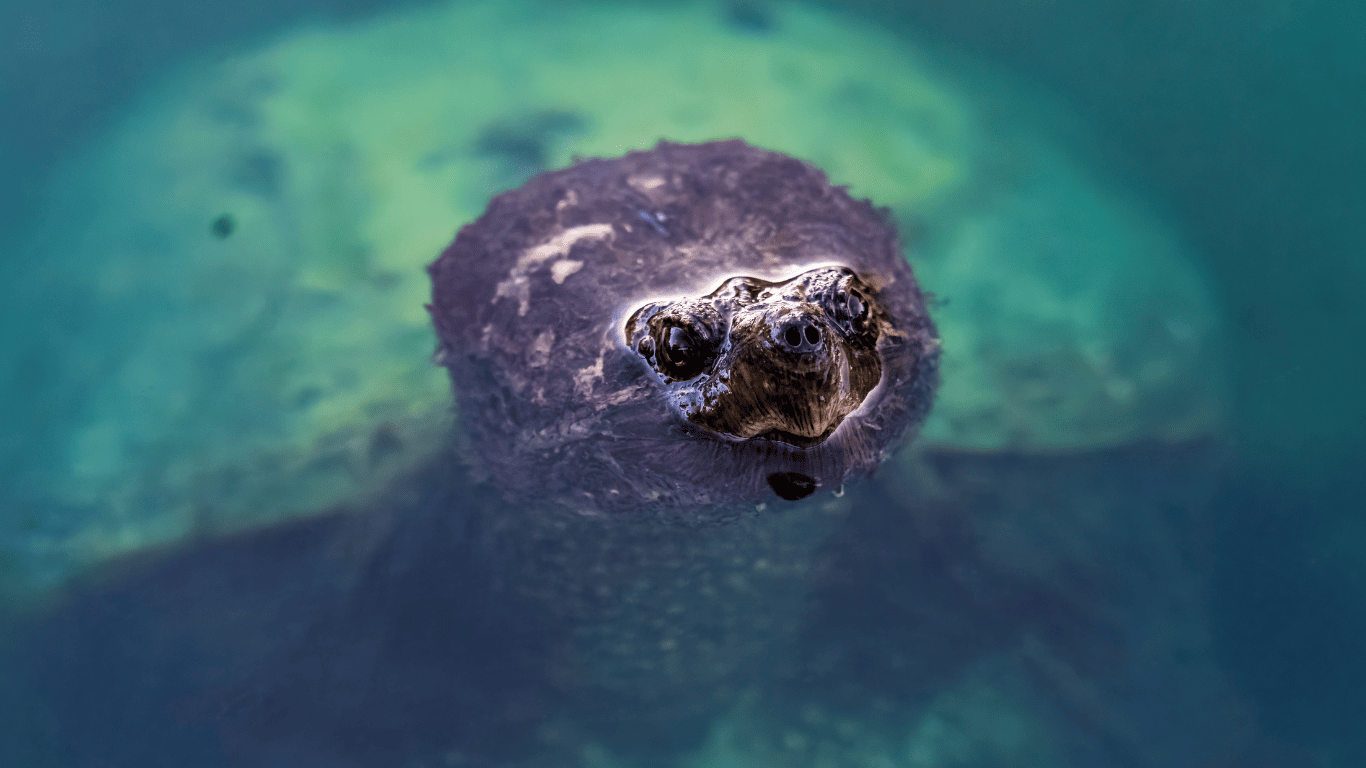 Where Do Snapping Turtles Live in the Winter?