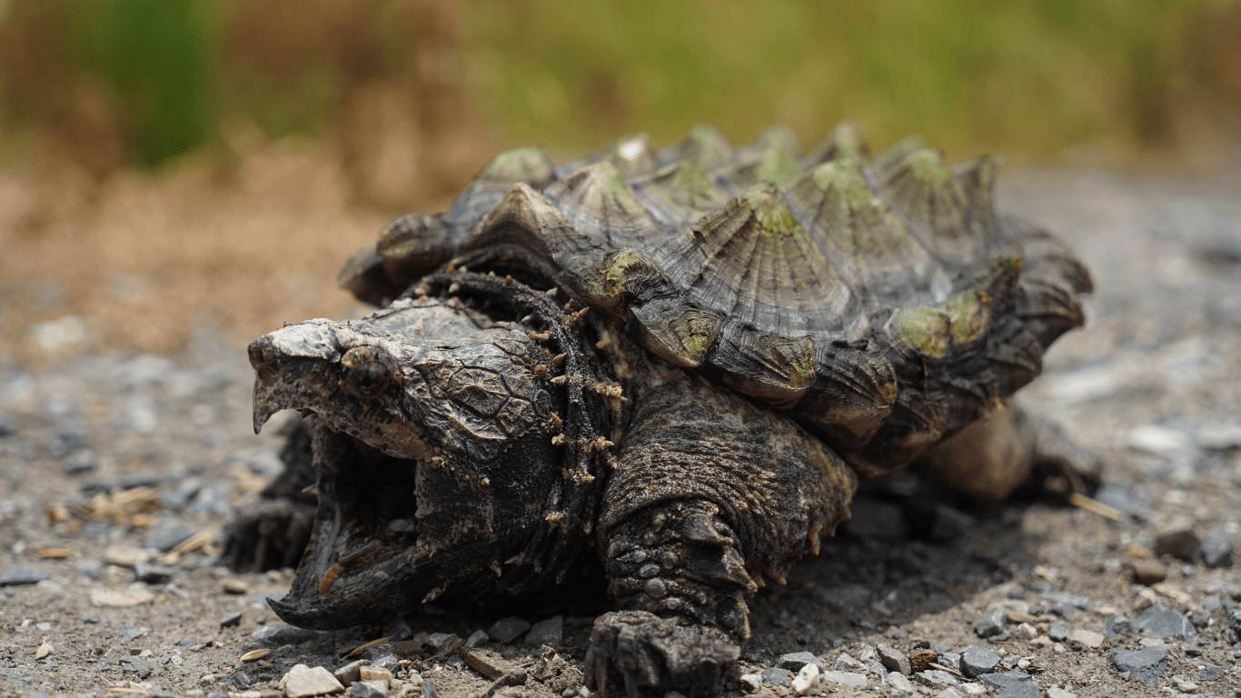 Where Do Snapping Turtles Live in the Winter? Reptiles Hub