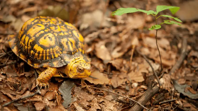 Woodland Box Turtle Comprehensive Guide: Care, Habitat, and Diet ...