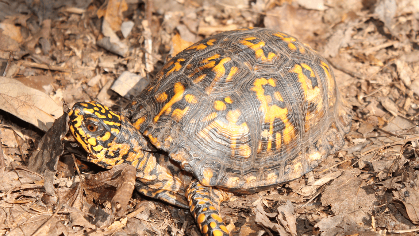 Woodland Box Turtle Comprehensive Guide: Care, Habitat, and Diet ...