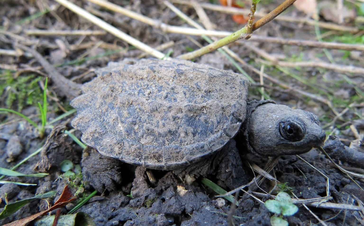 What to Feed a Baby Snapping Turtle: A Comprehensive Guide - Reptiles Hub